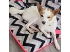 Copper, Rat Terrier For Adoption In Bowie, Maryland