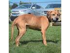 Amos, Labrador Retriever For Adoption In Huntley, Illinois