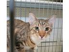 Tippy Toes, Domestic Shorthair For Adoption In Buhl, Idaho