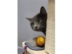 Missy/anastasia, Domestic Shorthair For Adoption In Ellijay, Georgia