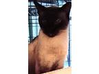 Phillip And Penelope, Siamese For Adoption In Inez, Kentucky