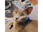 Zoe #golden-globe-eyes, Russian Blue For Adoption In Houston, Texas