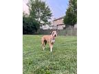 Miss Francine, American Pit Bull Terrier For Adoption In Germantown, Ohio
