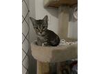 Chili, Domestic Shorthair For Adoption In High Springs, Florida