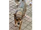 Theo, Terrier (unknown Type, Medium) For Adoption In Hinckley, Illinois