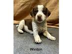 Winston, Rat Terrier For Adoption In Catoosa, Oklahoma
