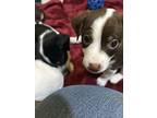 Trixie, Rat Terrier For Adoption In Catoosa, Oklahoma