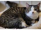 Stanley, Domestic Shorthair For Adoption In Fremont, Ohio
