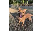 Red Wolve, American Pit Bull Terrier For Adoption In North Little Rock, Arkansas