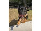 Titan, American Pit Bull Terrier For Adoption In North Little Rock, Arkansas