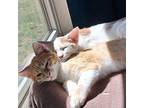 Tetra, Domestic Shorthair For Adoption In Santa Fe, New Mexico