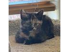 Mia, Domestic Shorthair For Adoption In Santa Fe, New Mexico