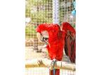 Molly, Macaw For Adoption In Elizabeth, Colorado