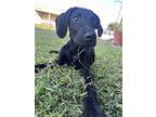 A-aron, Labrador Retriever For Adoption In Denton, Texas