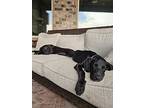 Bella, Labrador Retriever For Adoption In Denton, Texas