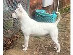 Domino, Terrier (unknown Type, Medium) For Adoption In Byhalia, Mississippi