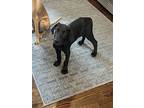 Wally, Labrador Retriever For Adoption In Denton, Texas