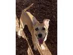 Adopt Kaleigh a Tan/Yellow/Fawn Carolina Dog / Mixed Breed (Medium) / Mixed