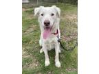 Adopt Buddy 2-5-23 a White Labrador Retriever / Mixed Breed (Medium) / Mixed