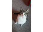 Adopt Jo a Brown Tabby Domestic Shorthair (short coat) cat in Columbus