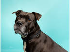 Adopt Rio a Merle American Staffordshire Terrier / Mixed Breed (Medium) / Mixed