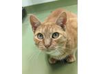 Adopt Shirley a Orange or Red Domestic Shorthair / Mixed Breed (Medium) / Mixed