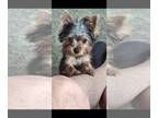 Yorkshire Terrier PUPPY FOR SALE ADN-822353 - YORKIE PUPPIES TEACUP PUREBREED