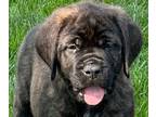 Mastiff PUPPY FOR SALE ADN-822354 - Bronx Meadows English mastiffs
