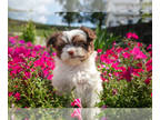 Havanese PUPPY FOR SALE ADN-822384 - Sweet Havanese Puppies
