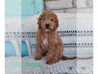 Goldendoodle (Miniature) PUPPY FOR SALE ADN-822406 - mini f1b goldendoodle