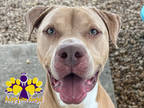 Adopt Hustle a Tan/Yellow/Fawn Mixed Breed (Small) / Mixed Breed (Medium) /