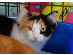 Adopt Lollipop a All Black Domestic Mediumhair / Mixed Breed (Medium) / Mixed