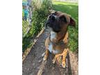 Adopt Rosie a Brown/Chocolate Boxer / Mixed Breed (Medium) / Mixed (short coat)