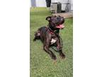 Adopt Elliot a Brown/Chocolate - with White Pit Bull Terrier / Mixed dog in