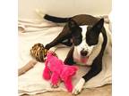 Adopt Finn- CL a Black - with White Border Collie / Terrier (Unknown Type
