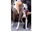 Adopt Melody-Adoption Fee Grant Eligible! a American Staffordshire Terrier /