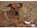Adopt Kelsea a Brown/Chocolate Mixed Breed (Medium) / Mixed Breed (Medium) /