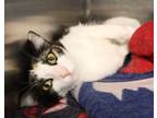 Adopt Starlet a Calico or Dilute Calico Domestic Shorthair (short coat) cat in