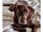Adopt Charlize a Brown/Chocolate Labrador Retriever / Mixed dog in San Diego