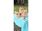 Adopt Annie Mae & Dana & Doris a Pomeranian / Shih Tzu / Mixed dog in Davie