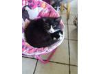 Adopt Awesome Abraham! a Black & White or Tuxedo Polydactyl/Hemingway / Mixed