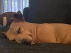 Adopt Juliana a Tan/Yellow/Fawn Mixed Breed (Small) / Mixed Breed (Medium) /