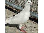 Adopt Jenny a White Pigeon bird in Grandview, MO (36175912)