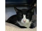 Adopt Jermagesty a Domestic Shorthair / Mixed cat in Brooklyn, NY (37586244)