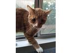 Adopt Brad is way Rad a Orange or Red (Mostly) Domestic Shorthair / Mixed (short