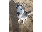 Adopt Niko ( pretty blue eyes) a White - with Black Australian Shepherd / Mixed