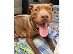 Adopt Chyanne a Brown/Chocolate Pit Bull Terrier / American Staffordshire
