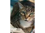 Adopt Macy - Center a Brown Tabby Domestic Shorthair / Mixed (short coat) cat in