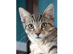 Thomas, Domestic Shorthair For Adoption In Bedford, Virginia