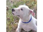 Oscar, Terrier (unknown Type, Medium) For Adoption In Olive Branch, Mississippi
